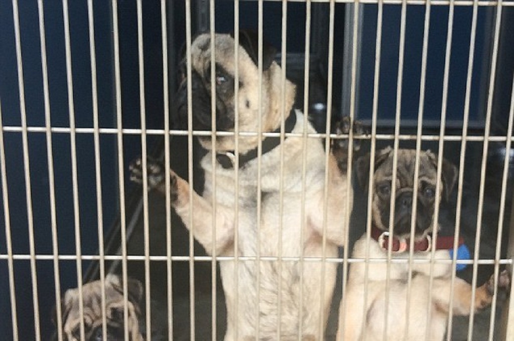 Pembunuhan Mayang Prasetyo Dipicu Masalah Kotoran Anjing